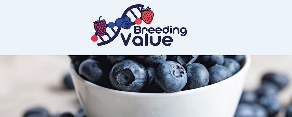 Breeding Value - Open call Marker-assisted selection in strawberry