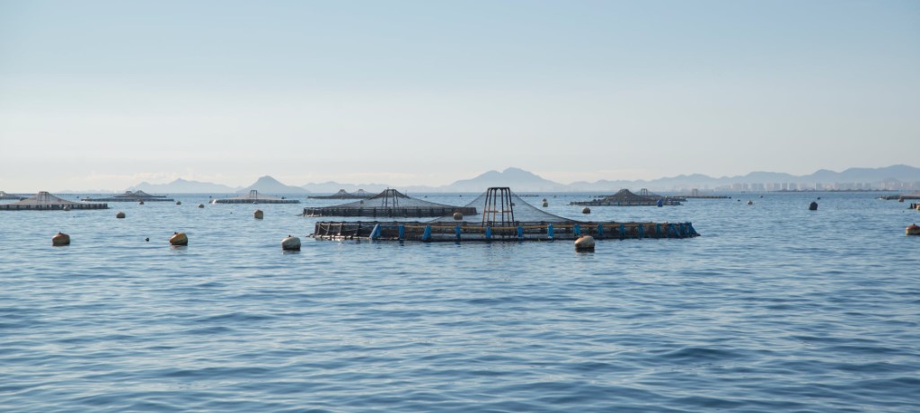 Online una pubblicazione con i programmi europei che sostengono i progetti nell’ambito dell’acquacultura